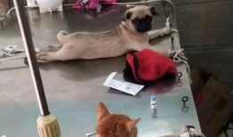 巴哥爆料黑胡子视频下载